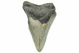 Bargain, Fossil Megalodon Tooth - Serrated Blade #295419-1